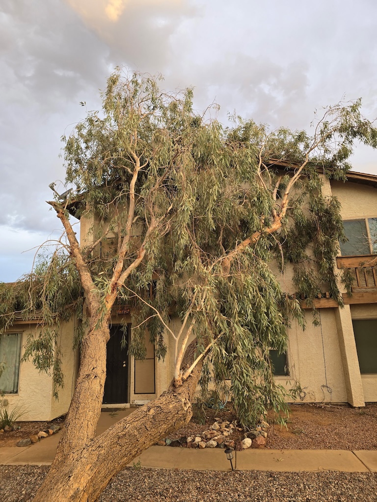 Large fallen tree prepared for removal after storm damage