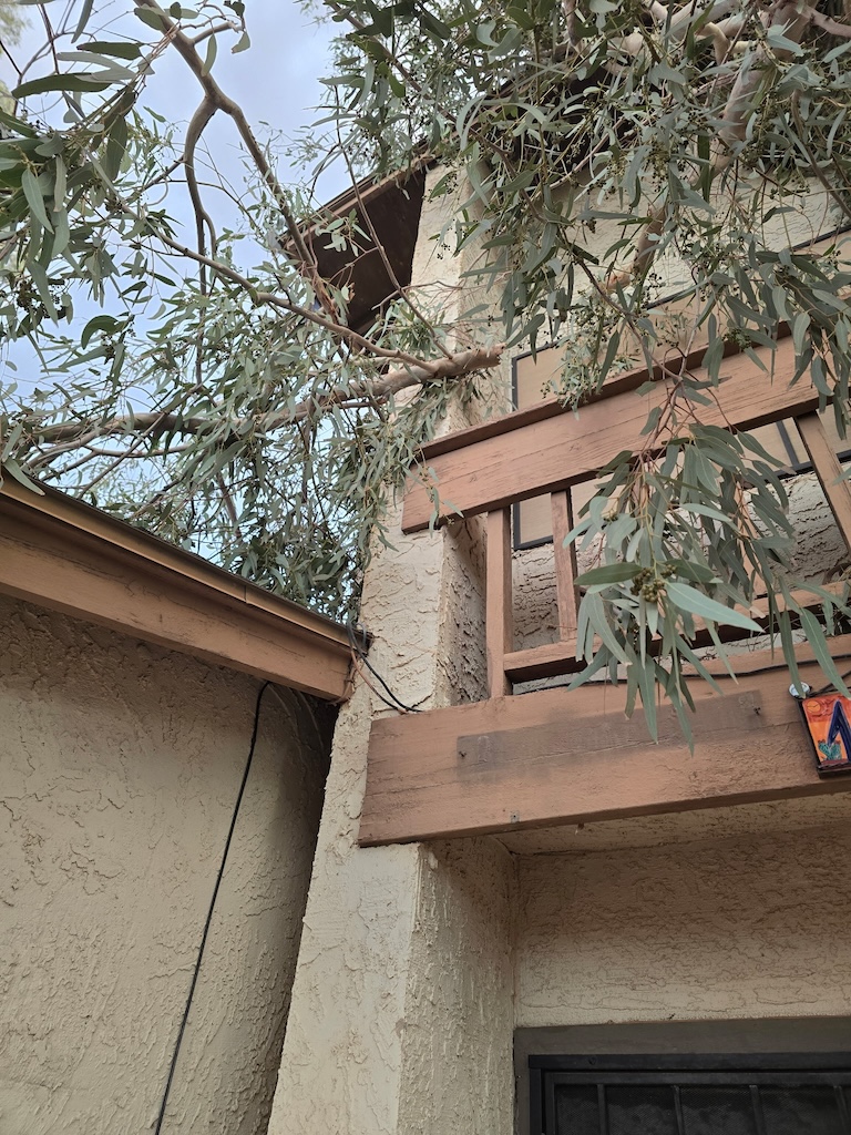 Fallen tree branches against a home after high winds