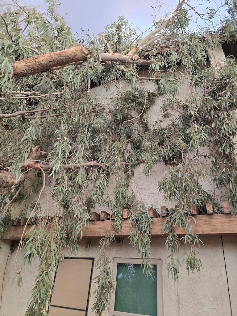 Monsoon tree damage at an East Valley property