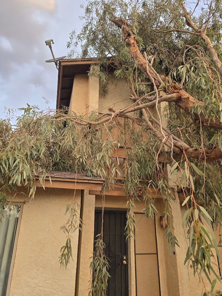 Storm-damaged tree and debris before Southwest cleanup