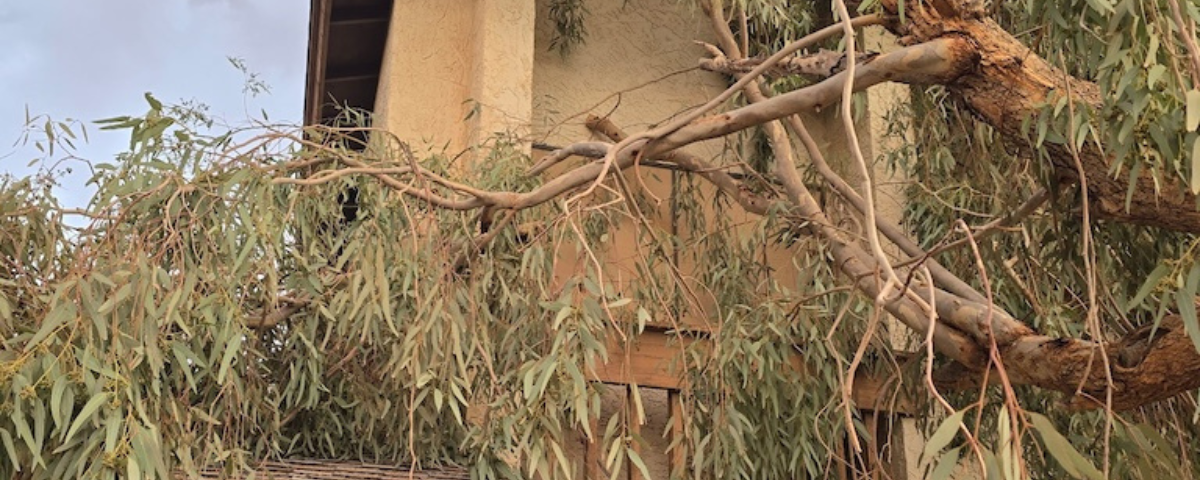 Storm-damaged tree on a roof before cleanup
