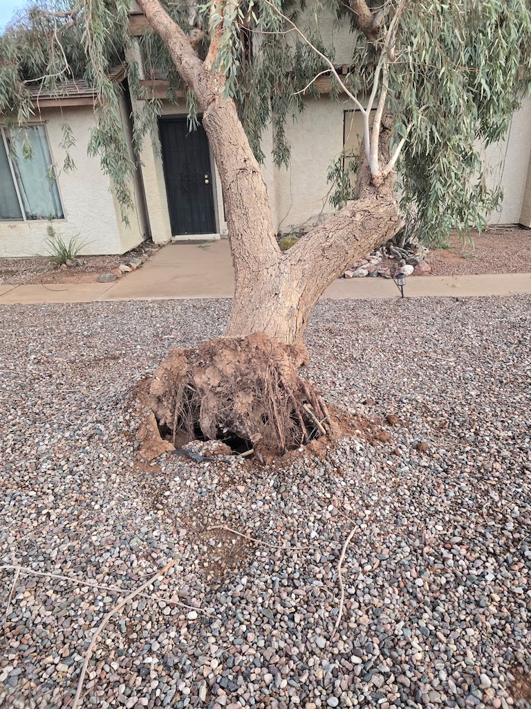 Uprooted tree root ball ready for removal and haul-away